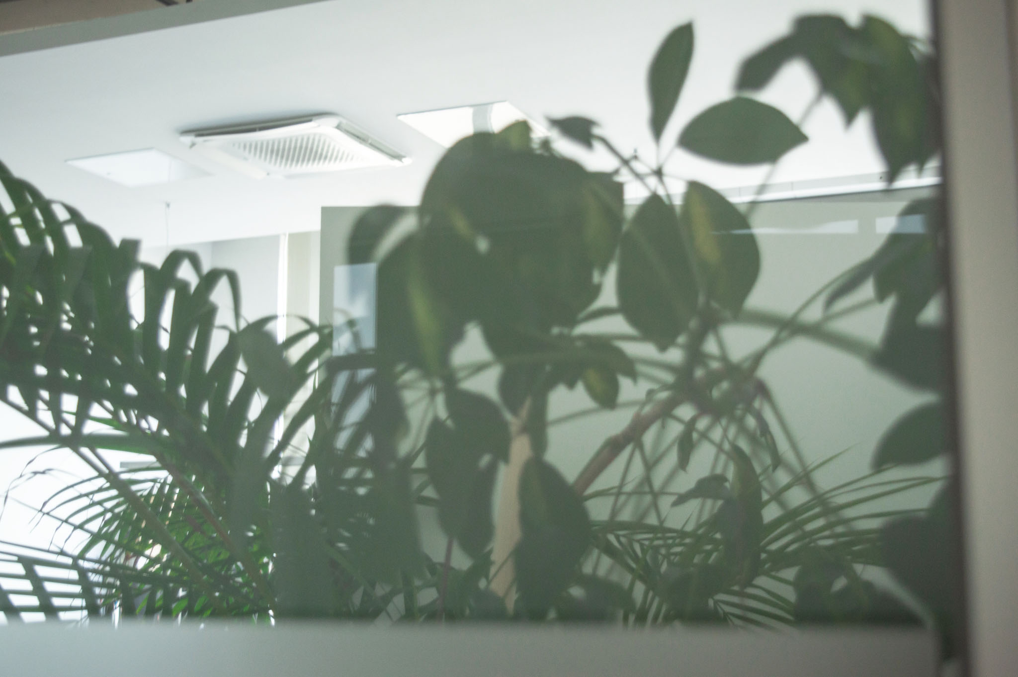 Büro-Pflanzen